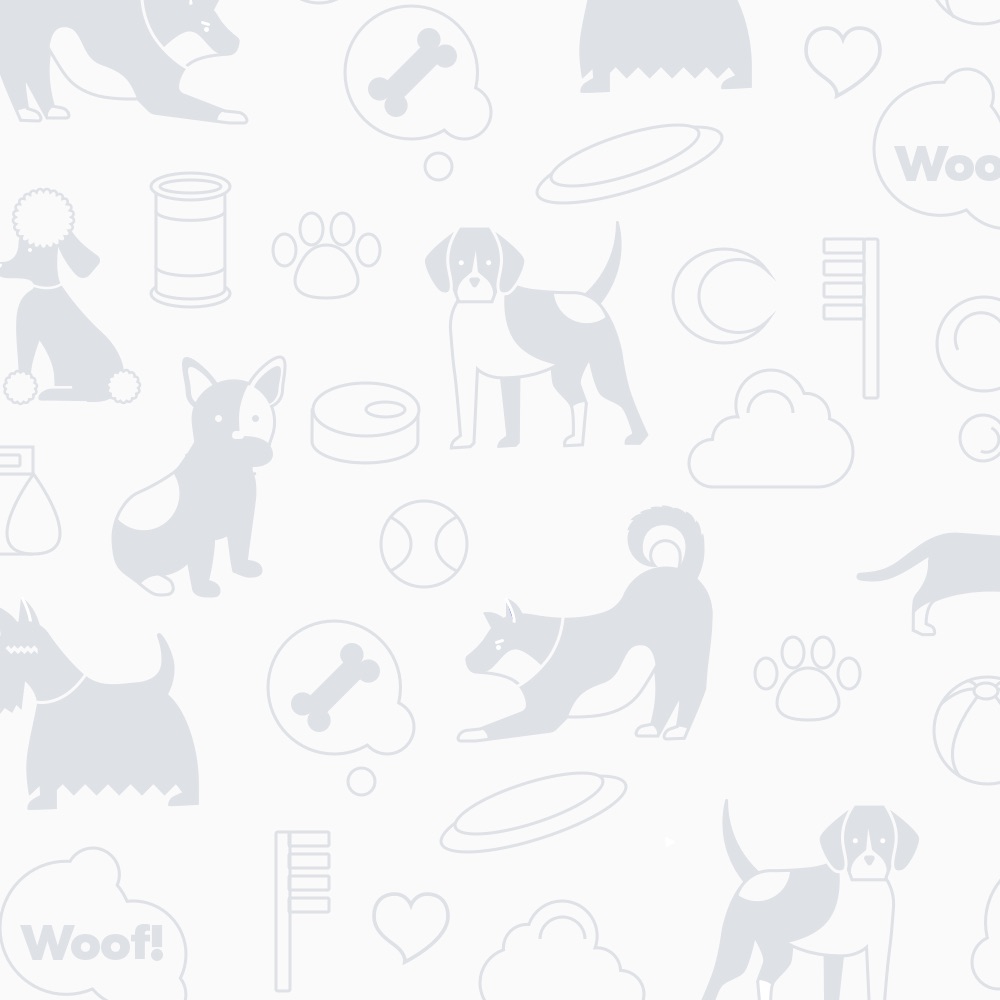 Find Russian Salon Dog puppies for sale near Texas